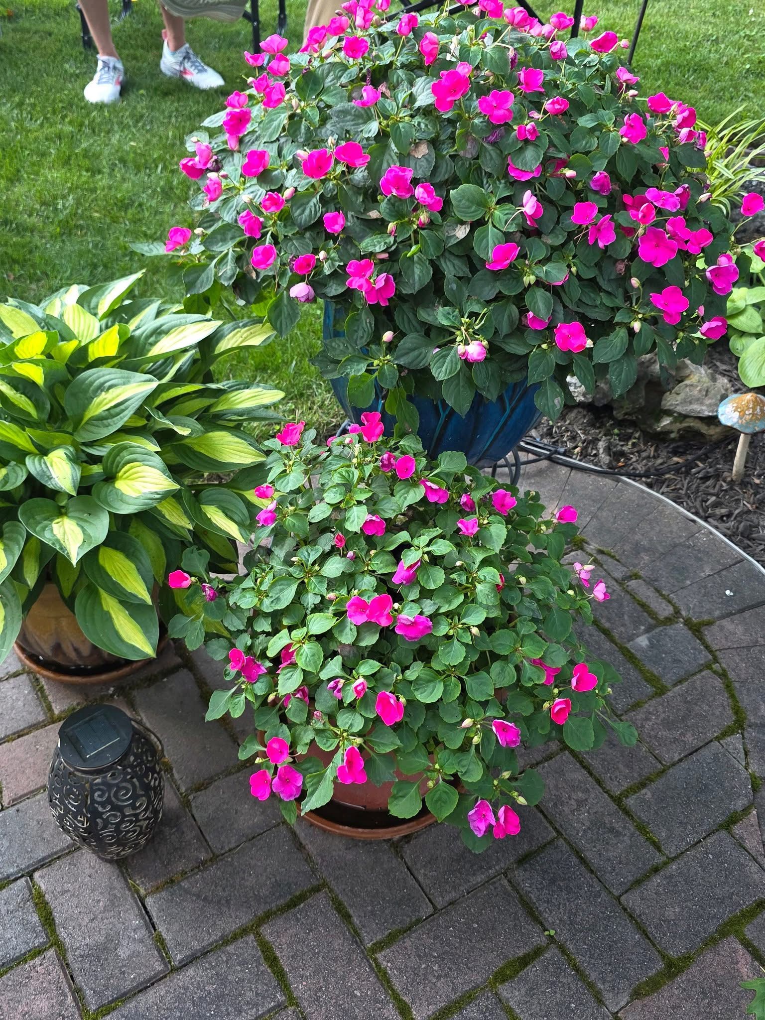 Garden photo