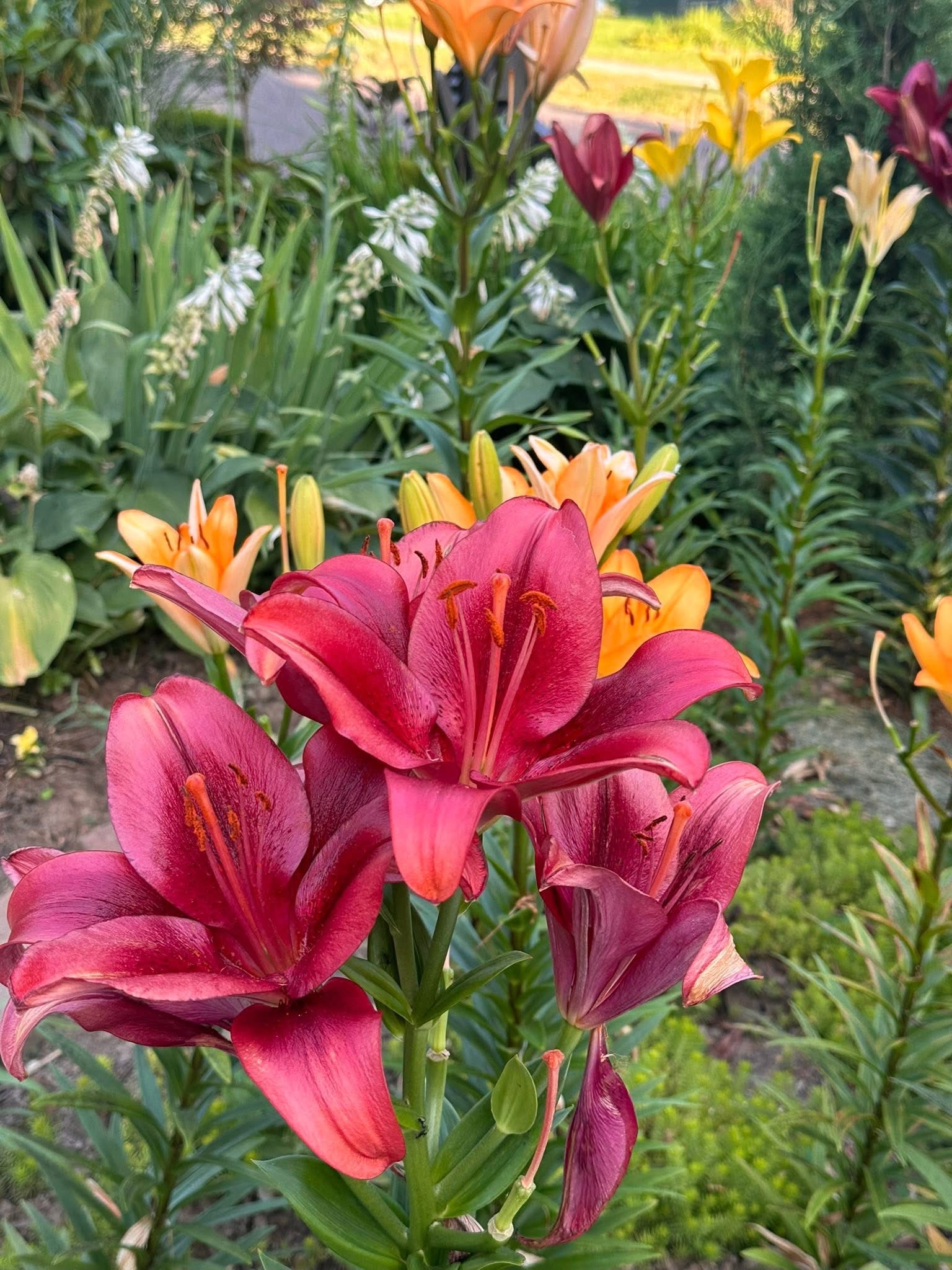 Garden photo