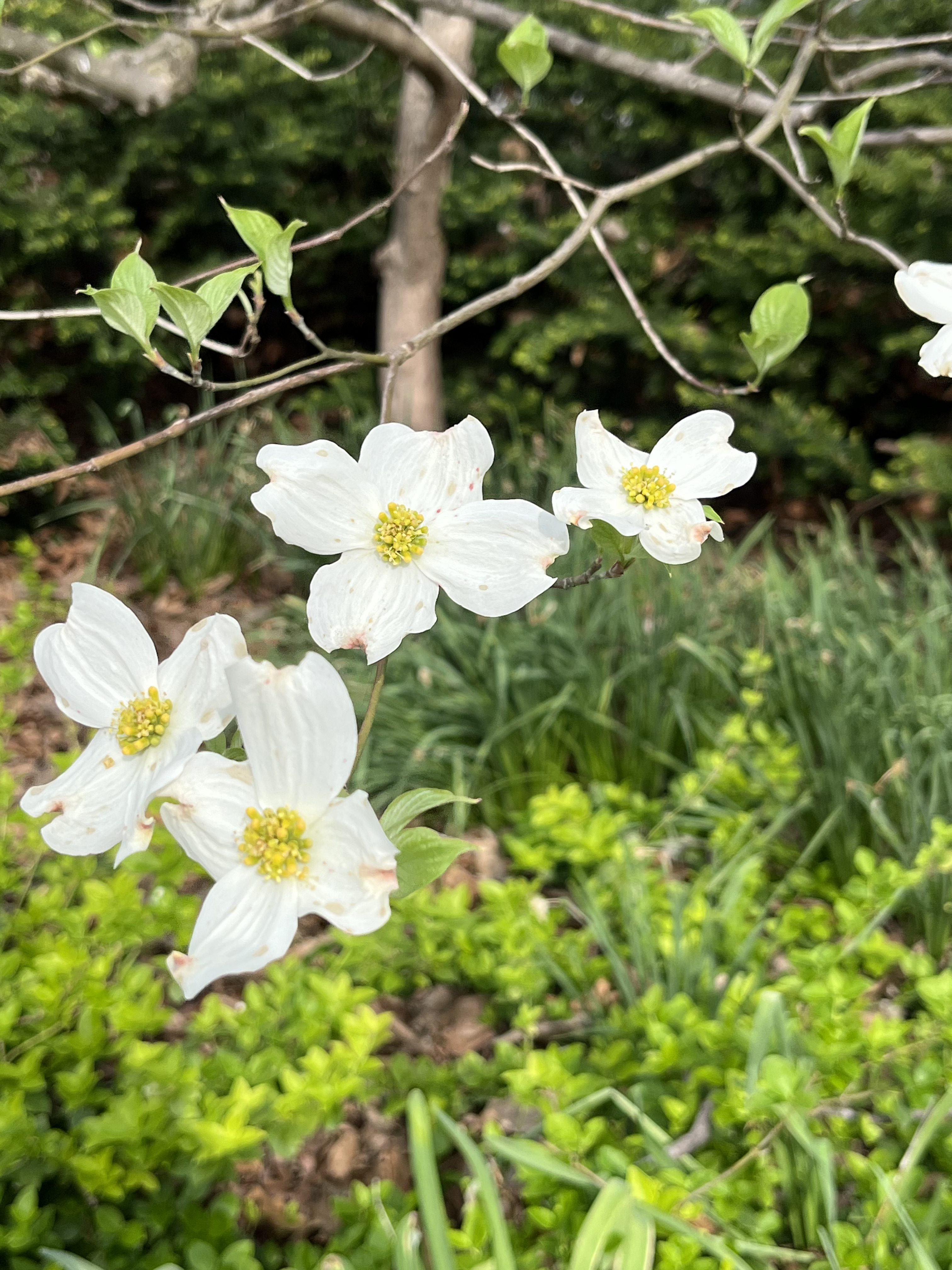 Garden photo