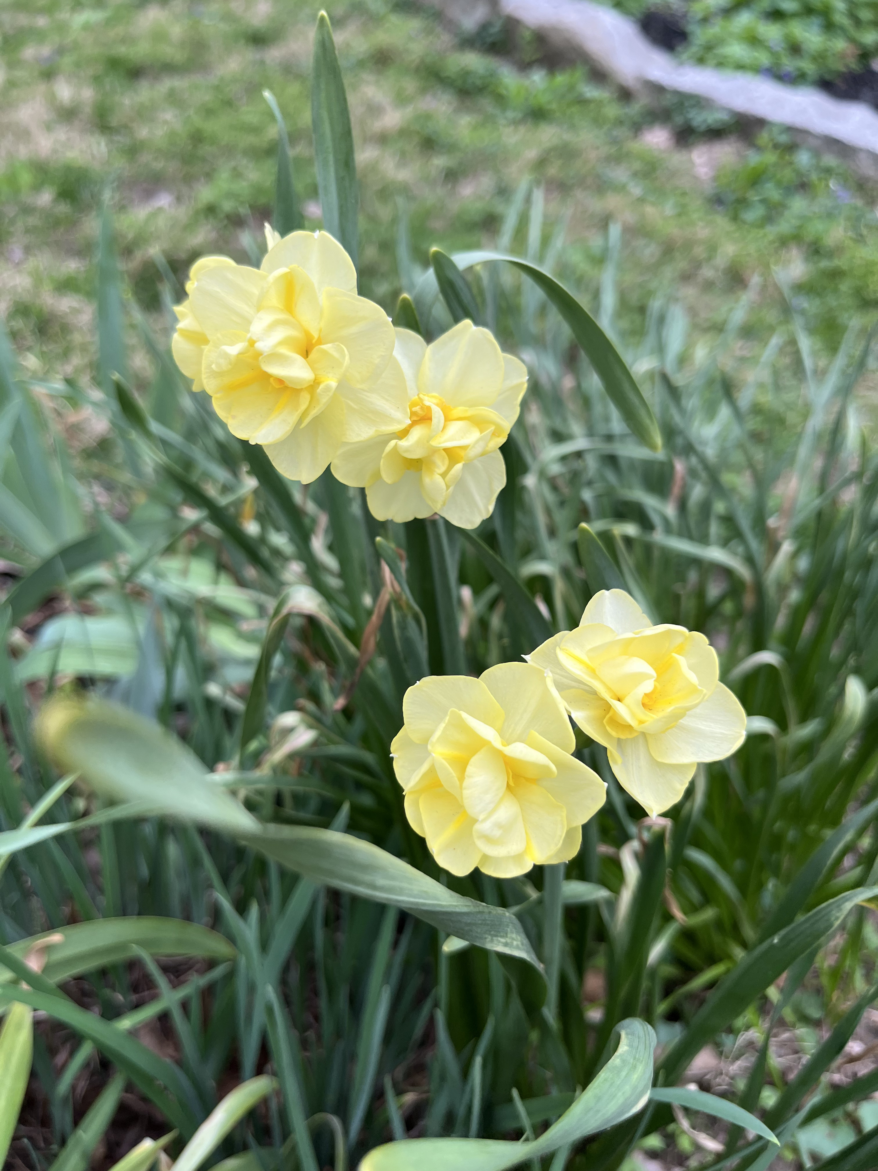 Garden photo